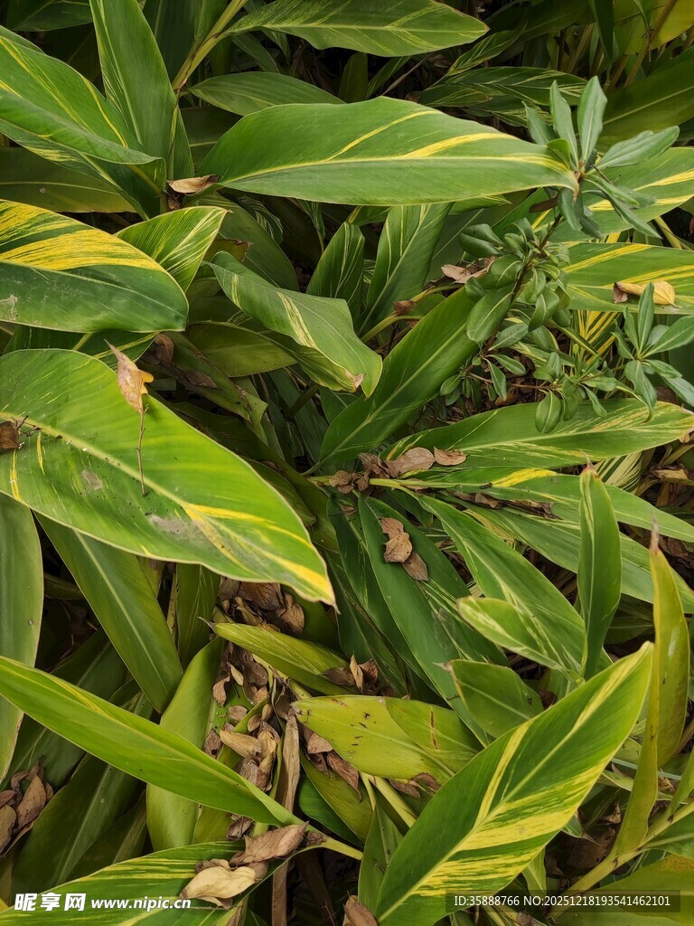 翠绿繁茂的热带植物叶片