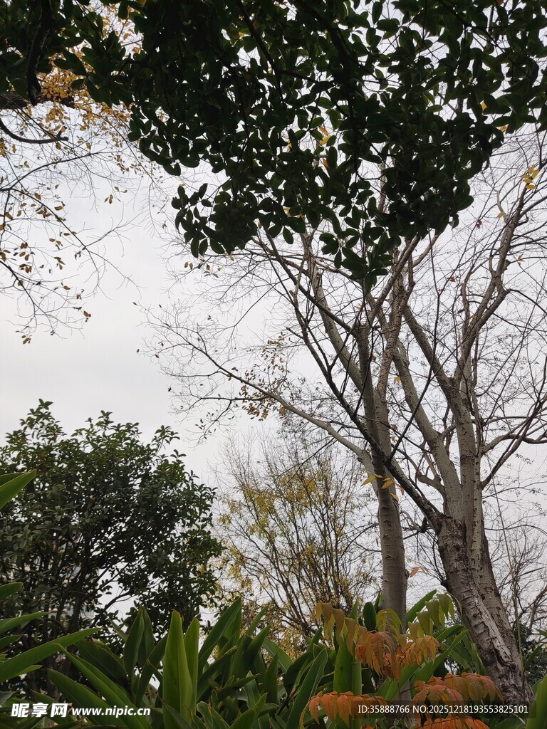 林间树木与繁茂绿植景观