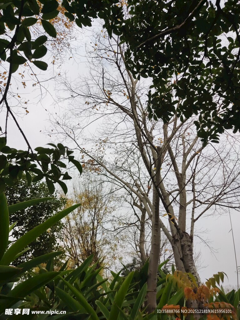 林间树木与繁茂绿植景观