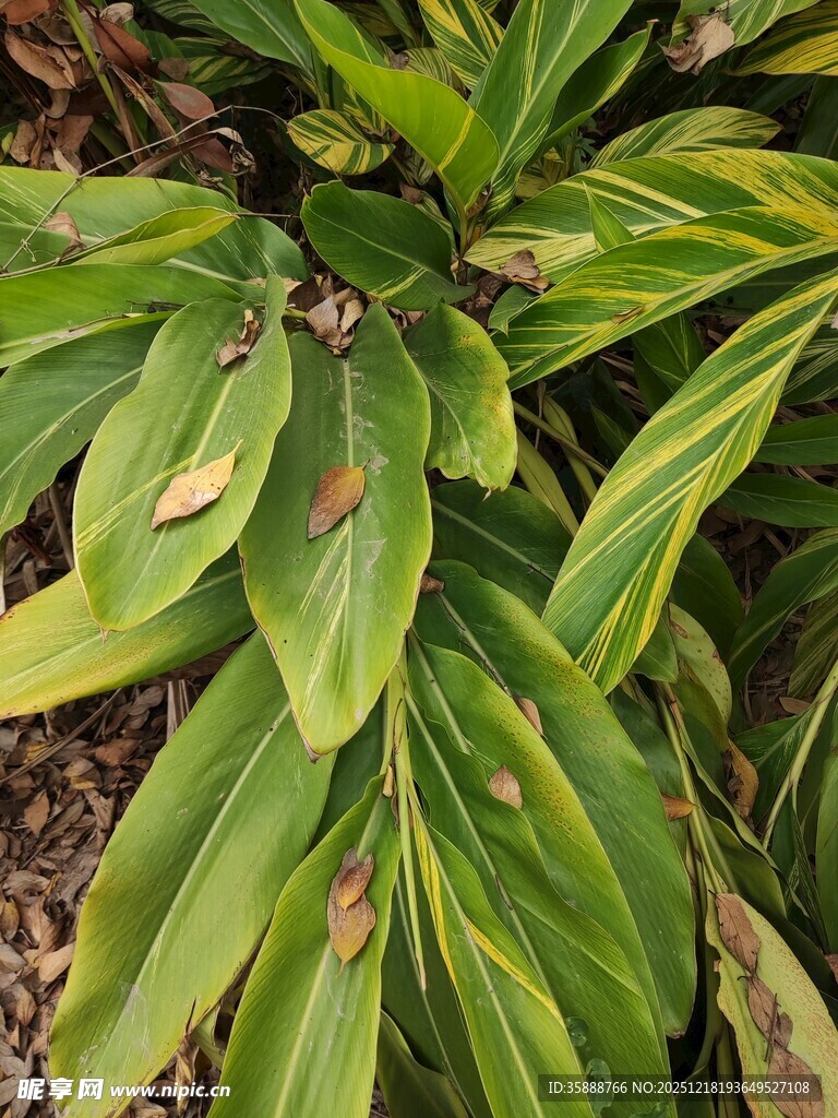 翠绿带斑的植物叶片