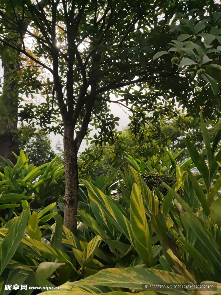 繁茂绿植中的挺拔树木