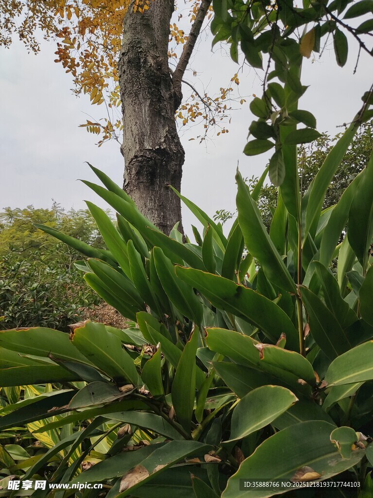 繁茂绿植与树木景观