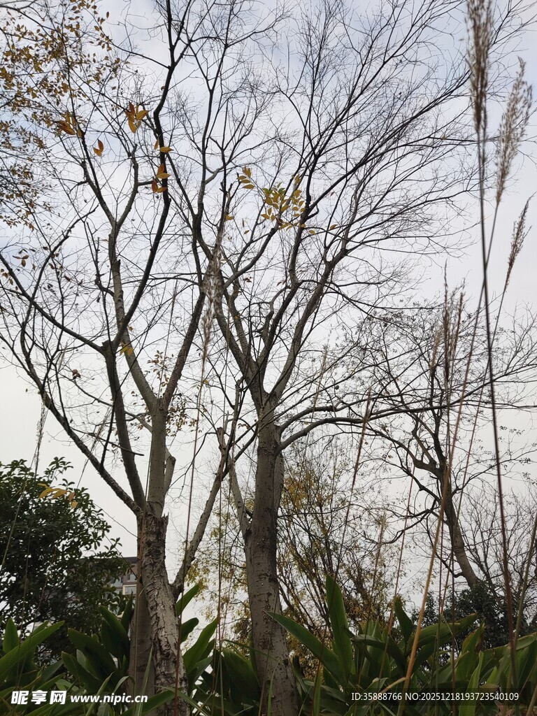 冬日光秃树木景象