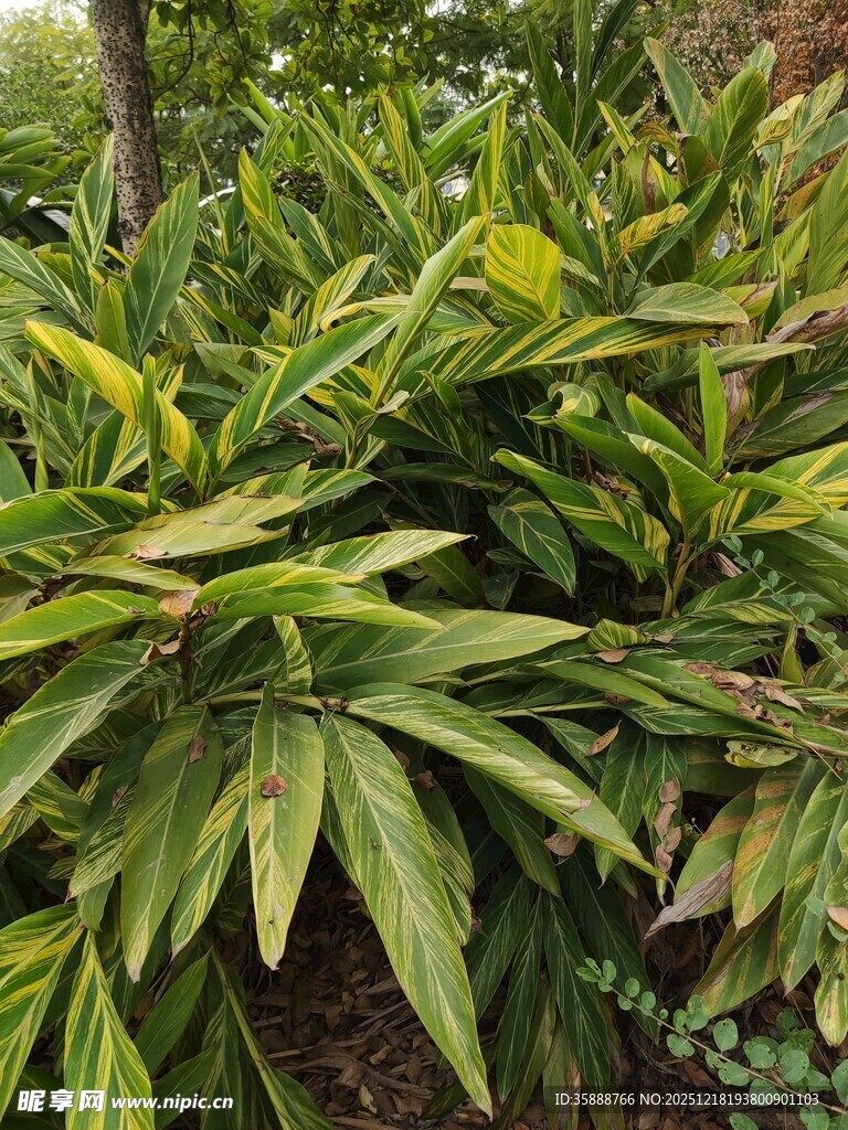 翠绿繁茂的热带观叶植物