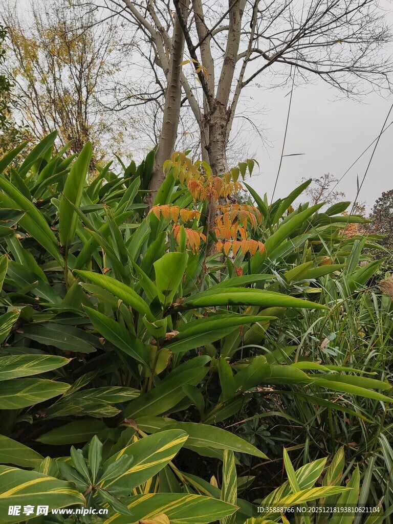 绿叶间的橙花植物景观
