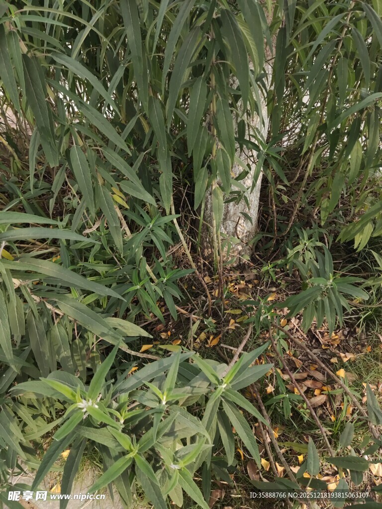 茂密绿植下的自然景象