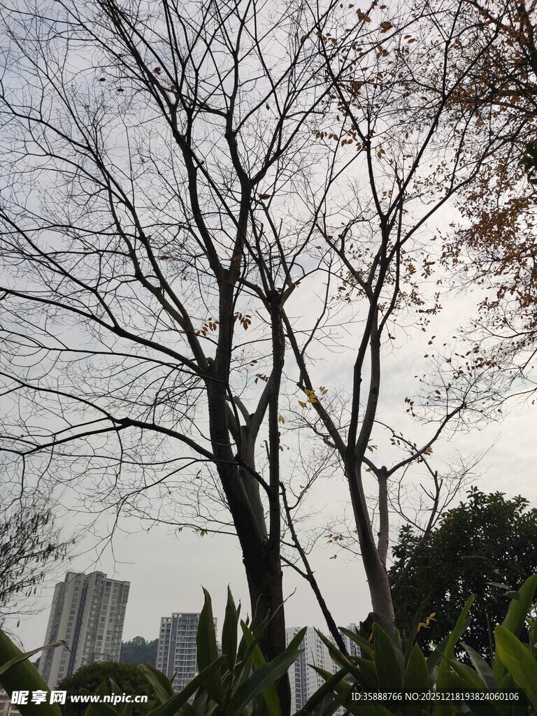 冬日枯树与远处高楼