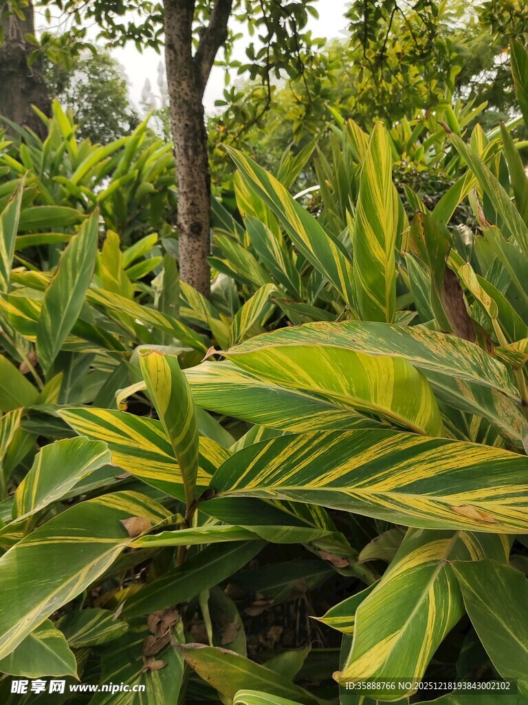翠绿斑斓的热带植物景观