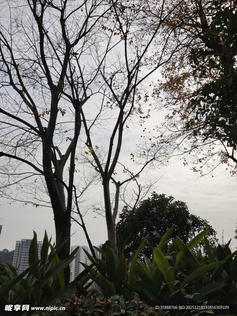 冬日枯树与繁茂绿植景观