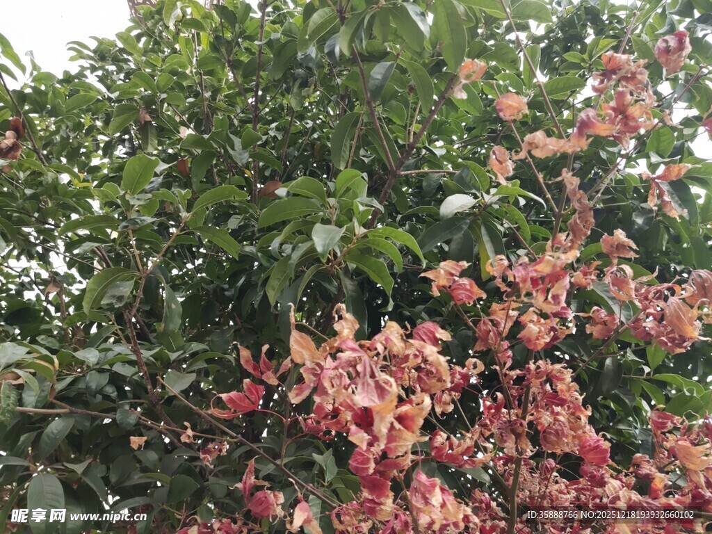 繁花绿叶交织的美丽景致