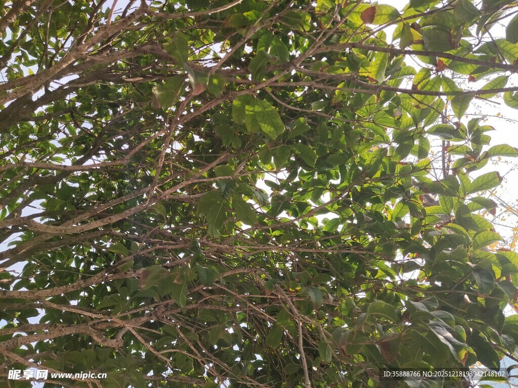 繁茂枝叶间的光影世界