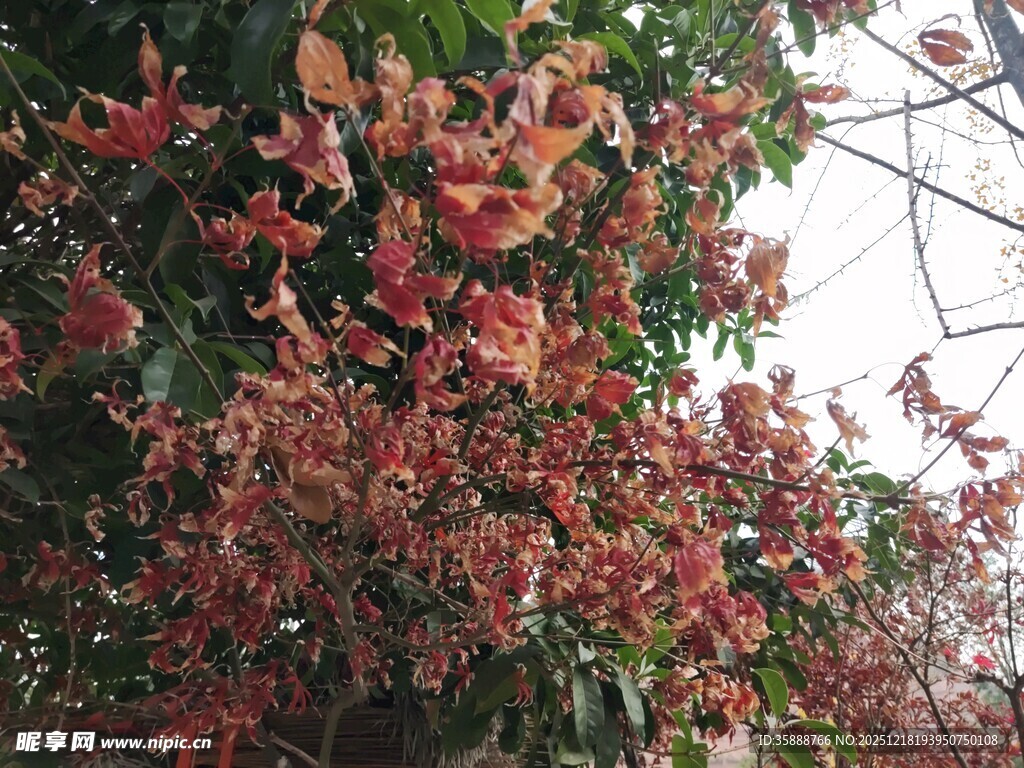 秋日红枫树枝美景