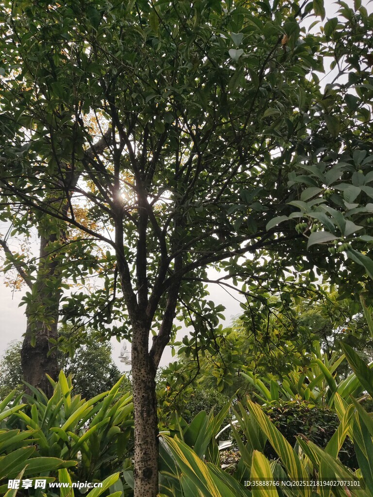 繁茂绿树与周边绿植景观