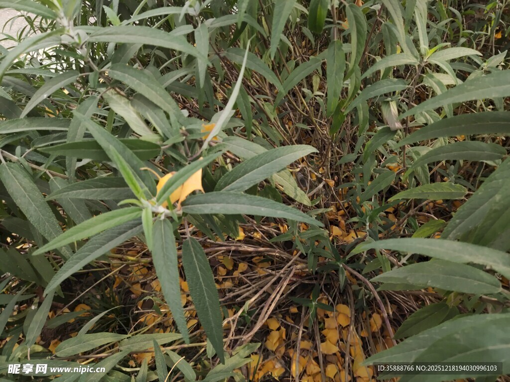 绿叶间的橙黄植物果实