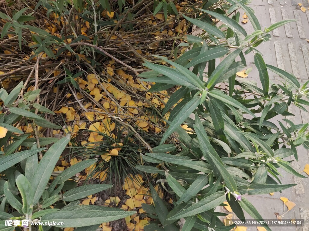 金黄小花与绿叶植物景观