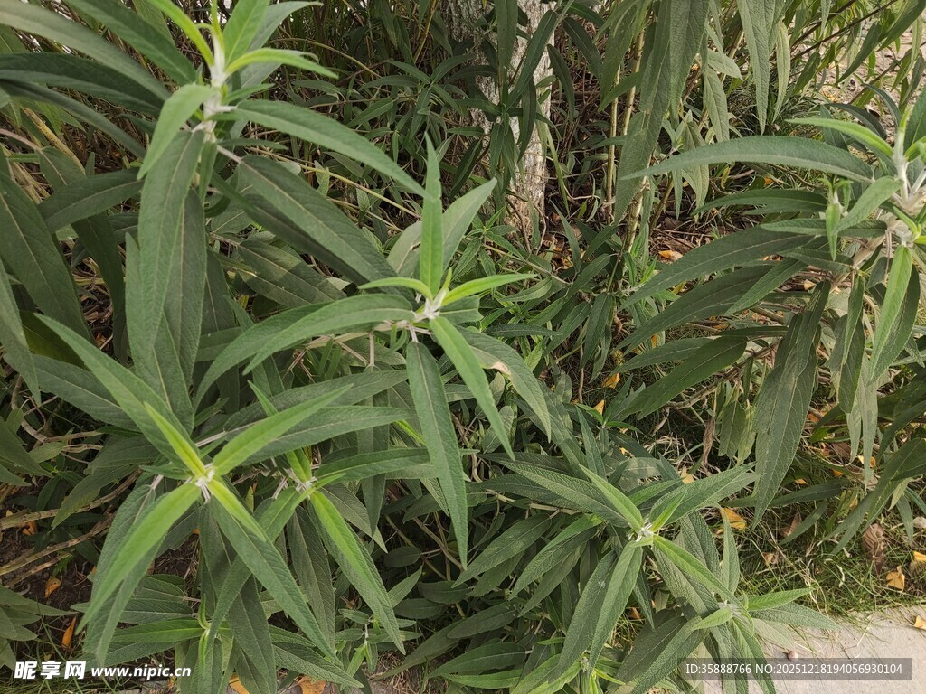 绿叶繁茂的绿色植物