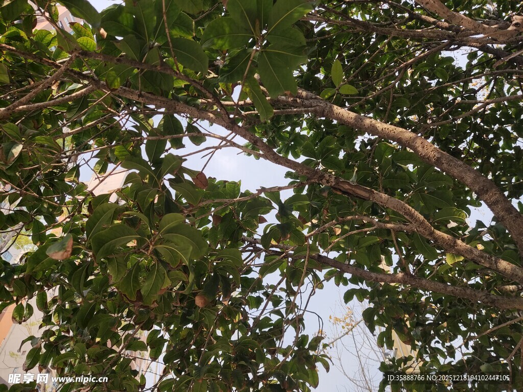繁茂枝叶下的天空一角