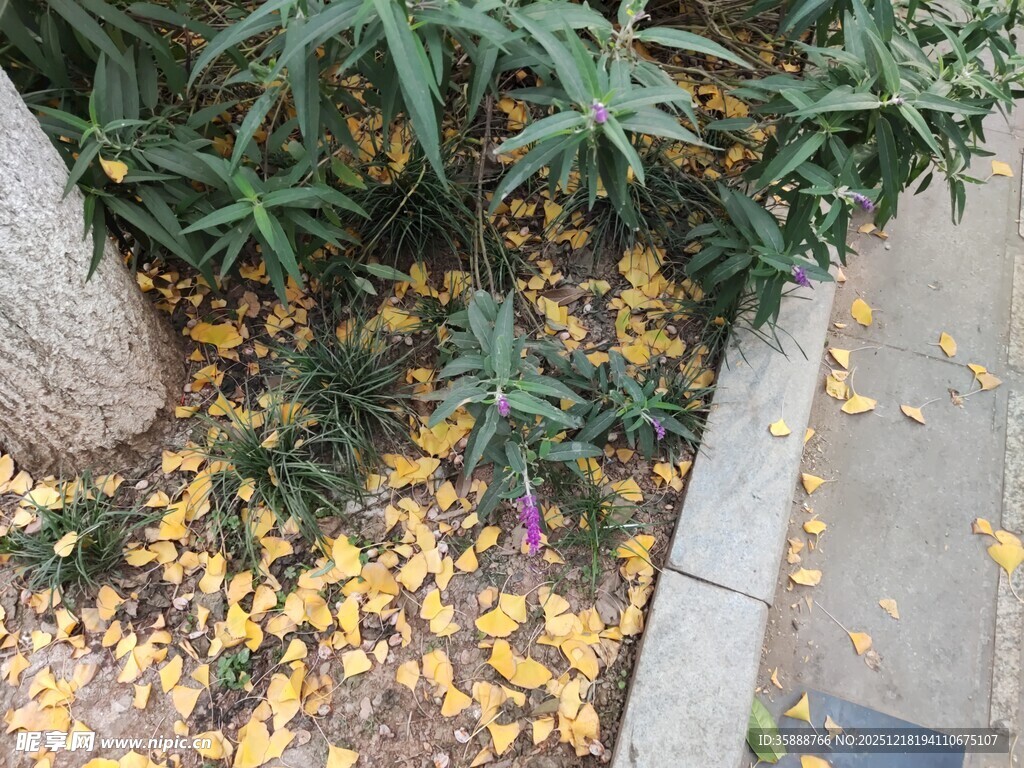 落叶铺地的绿植小径