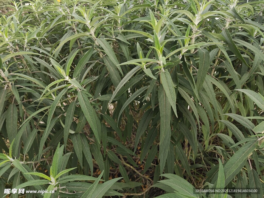 茂盛的绿色植物