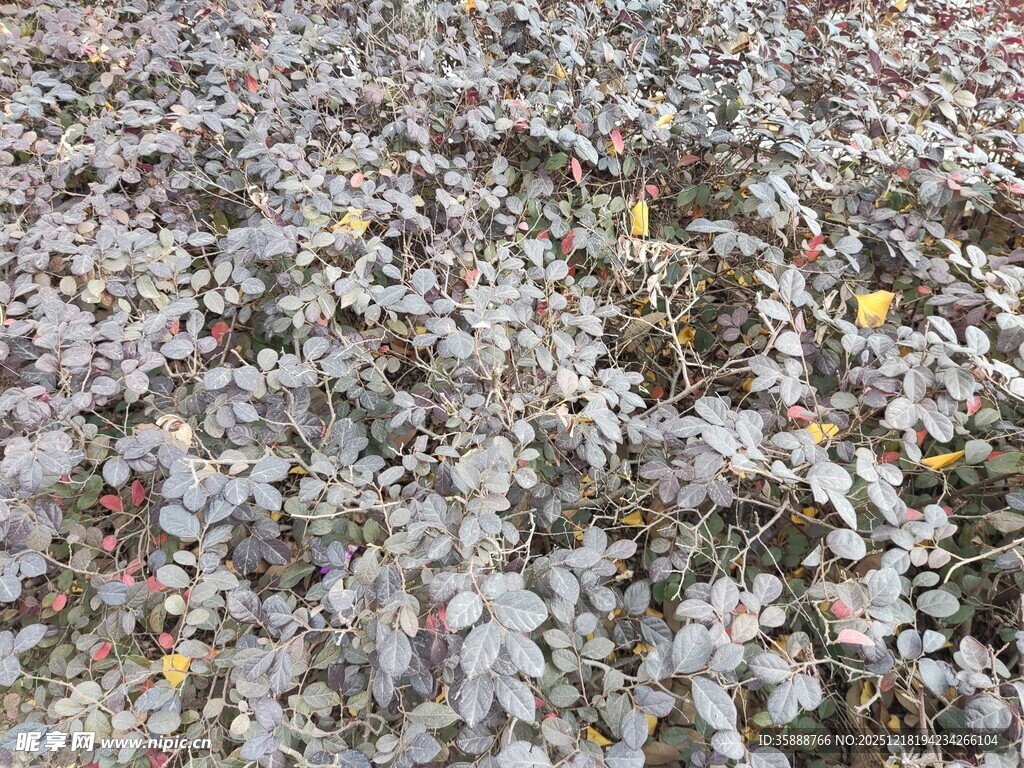 地面铺满多彩落叶