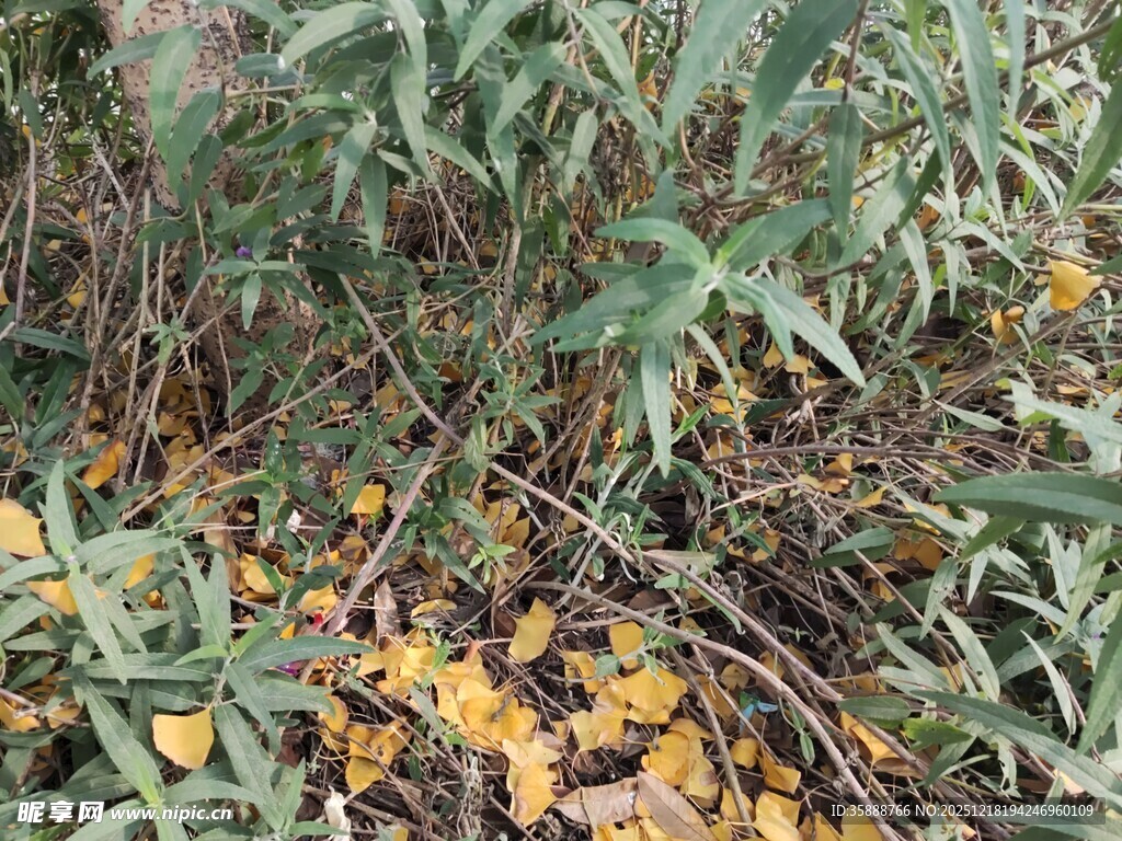 草丛中的黄色落叶