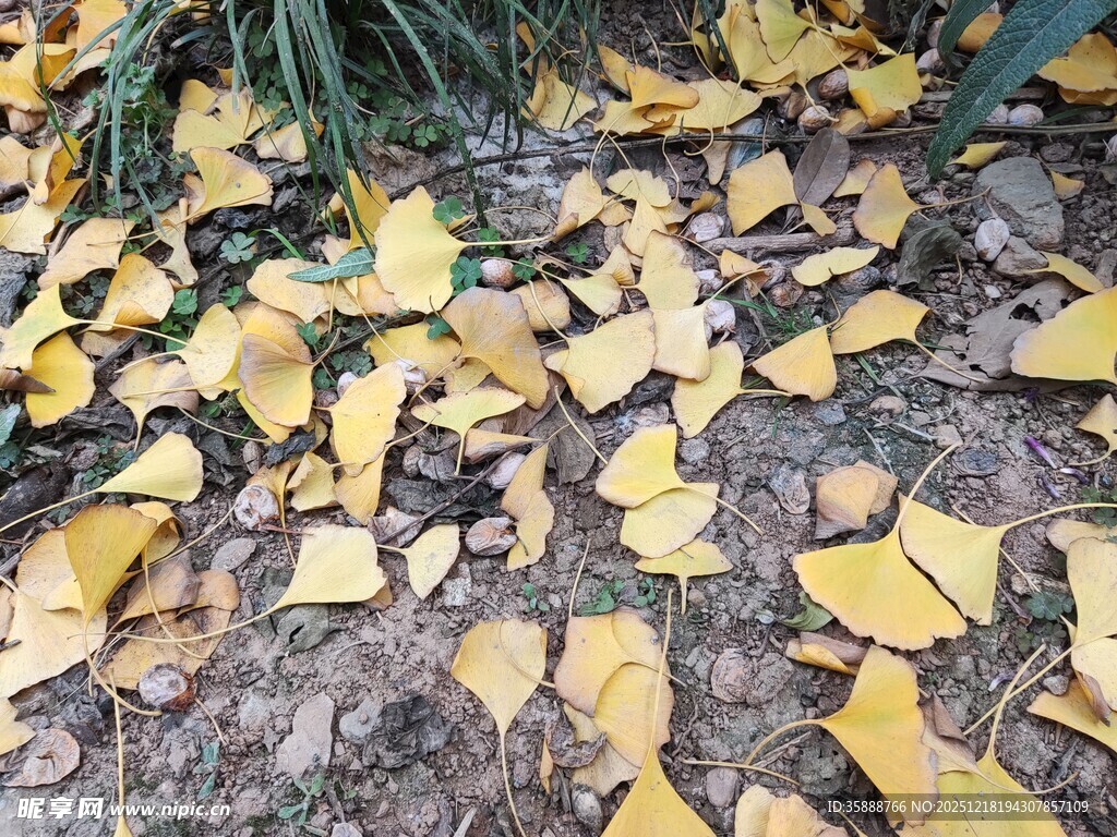 地上银杏落叶秋景图
