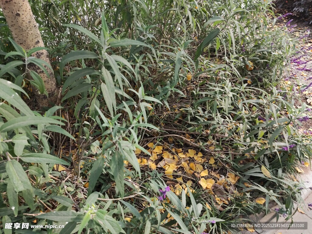 草丛中的黄色花朵