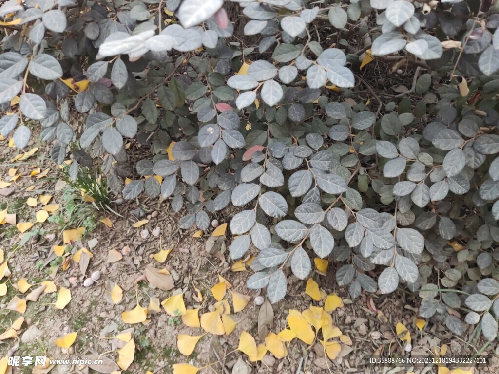 紫叶植物与落叶景观