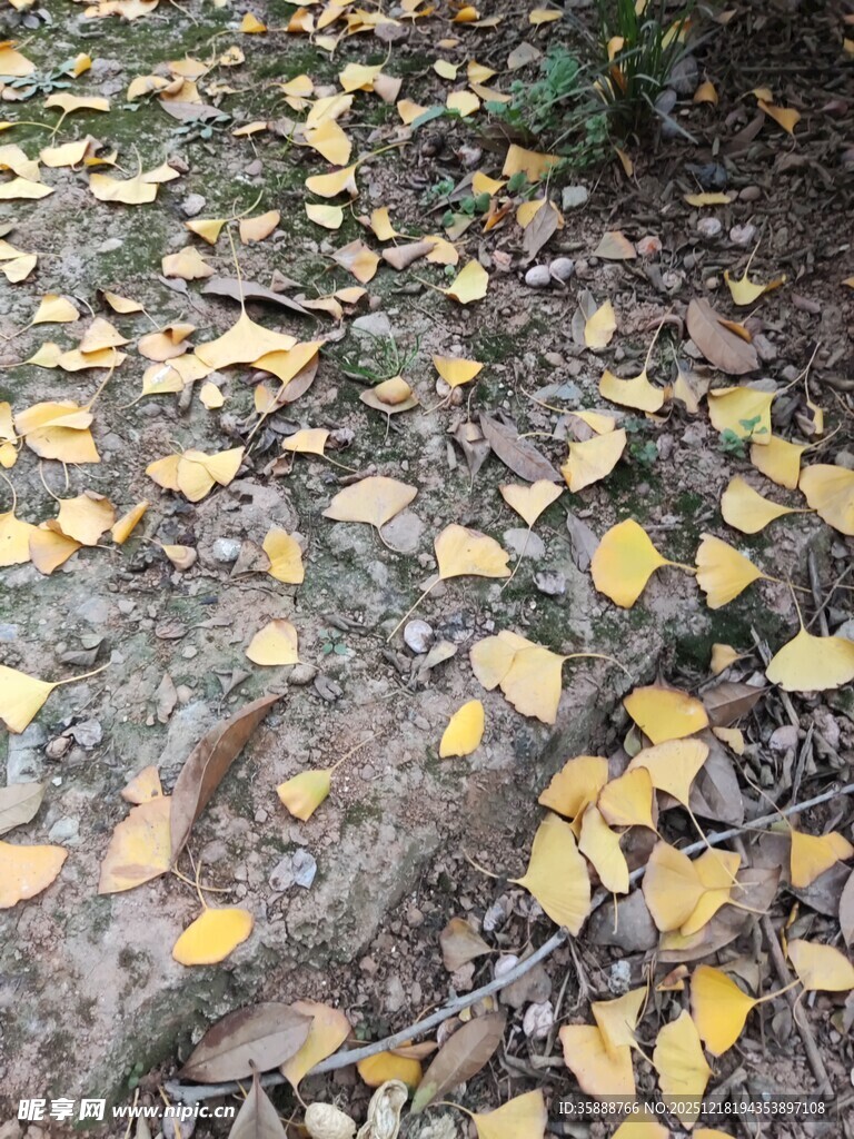 地面散落的金黄银杏叶