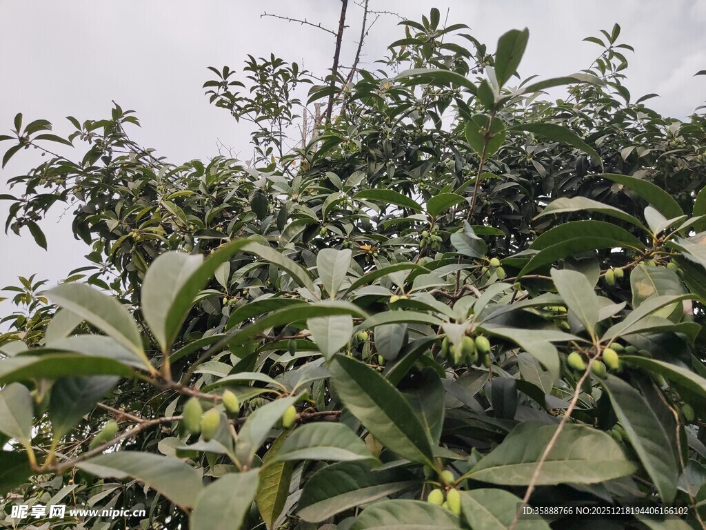 枝头繁茂的绿植与果实