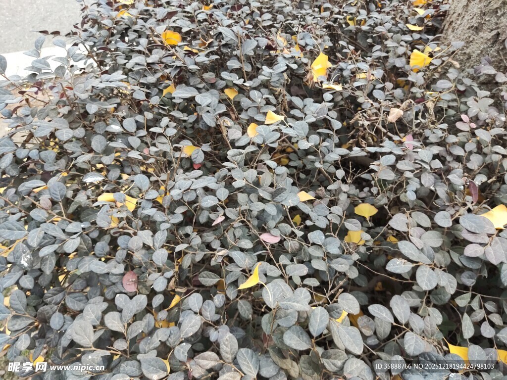 地面散落的多彩碎石