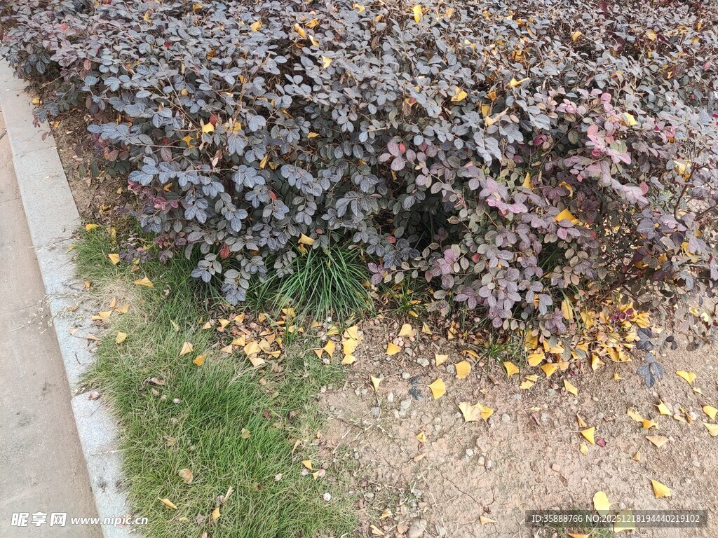 路边紫叶植物与散落黄叶