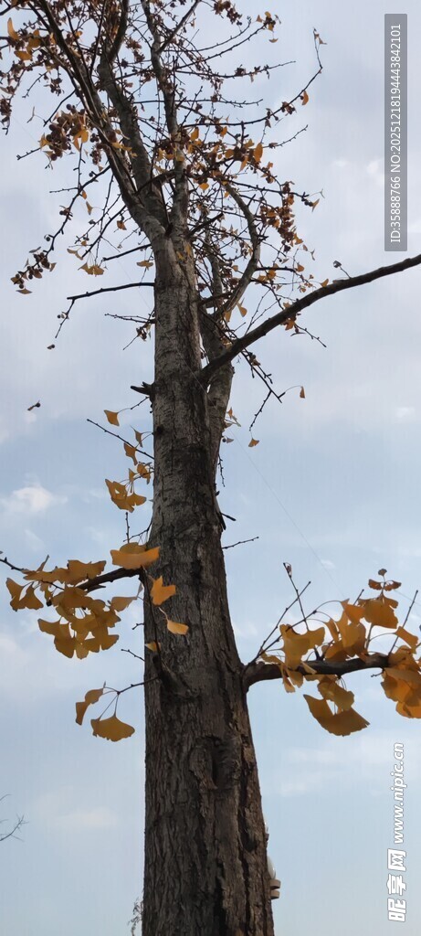 秋日孤树黄叶枝头