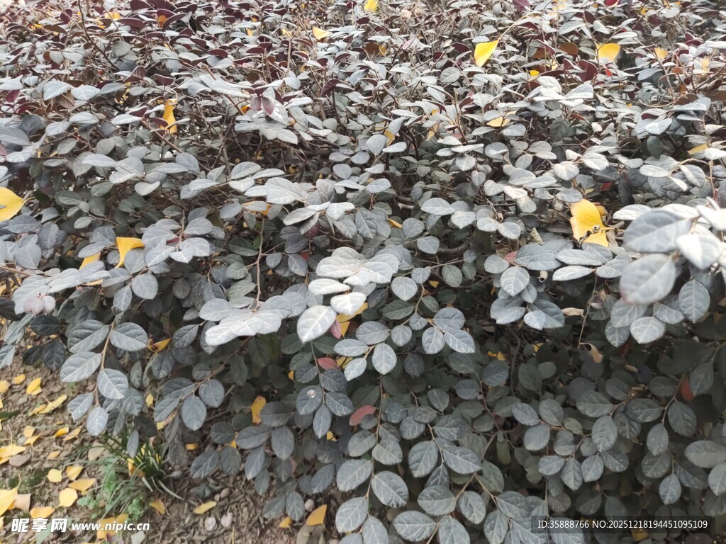 紫叶小檗植物特写