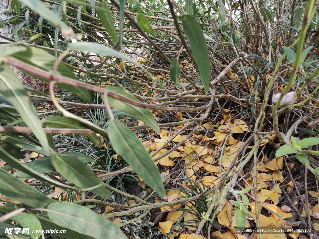 地面枯叶与繁茂绿植景象