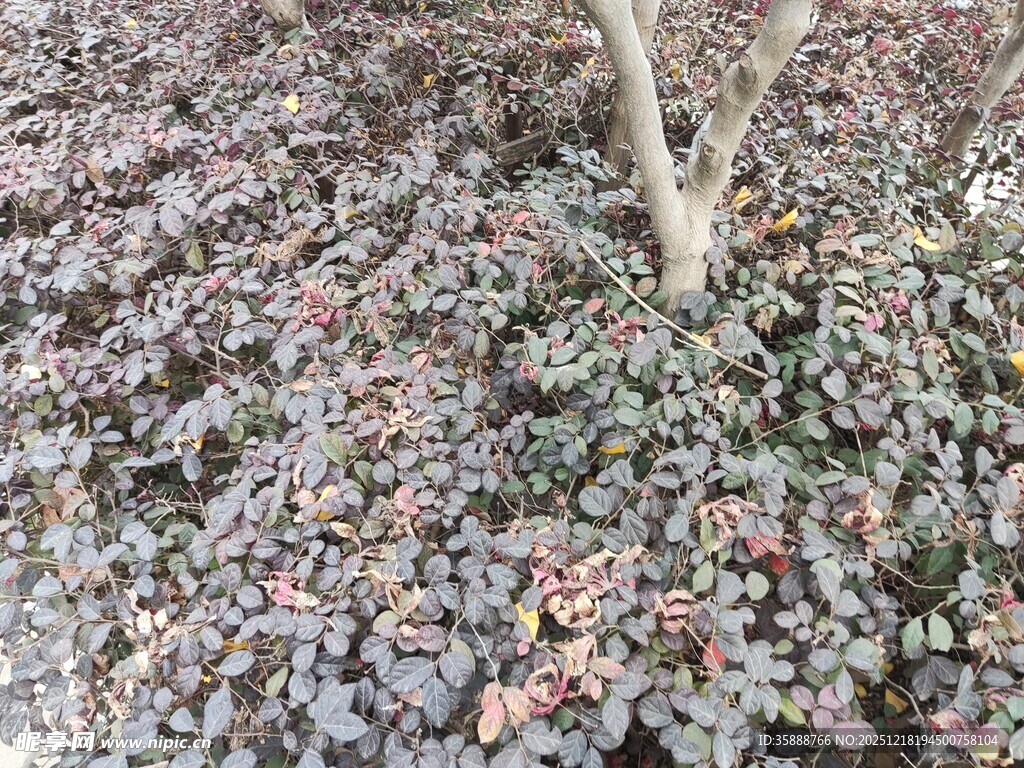 地面多彩植物与树干景观