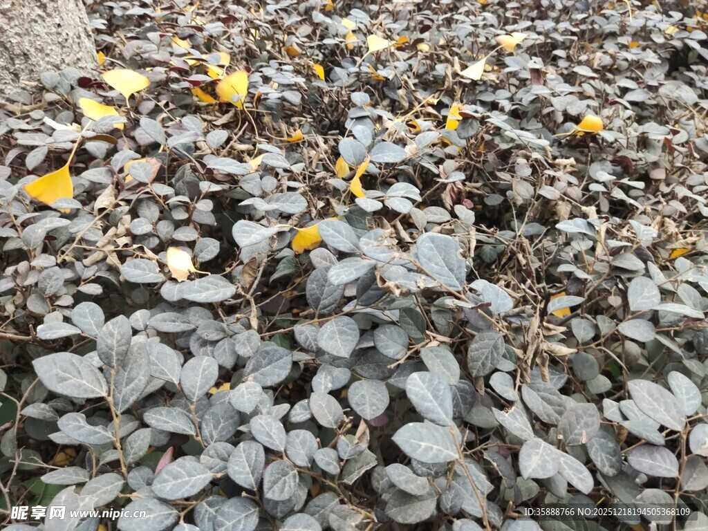 碎石地面散落黄色叶片