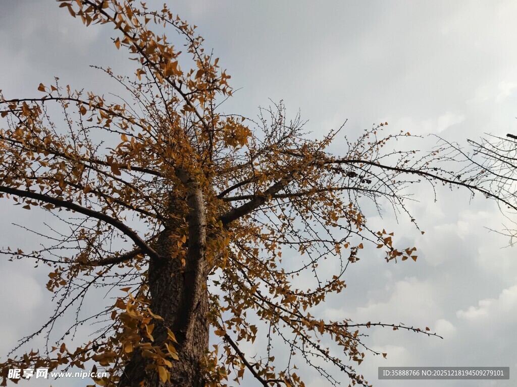 秋日孤树尽显萧瑟之美