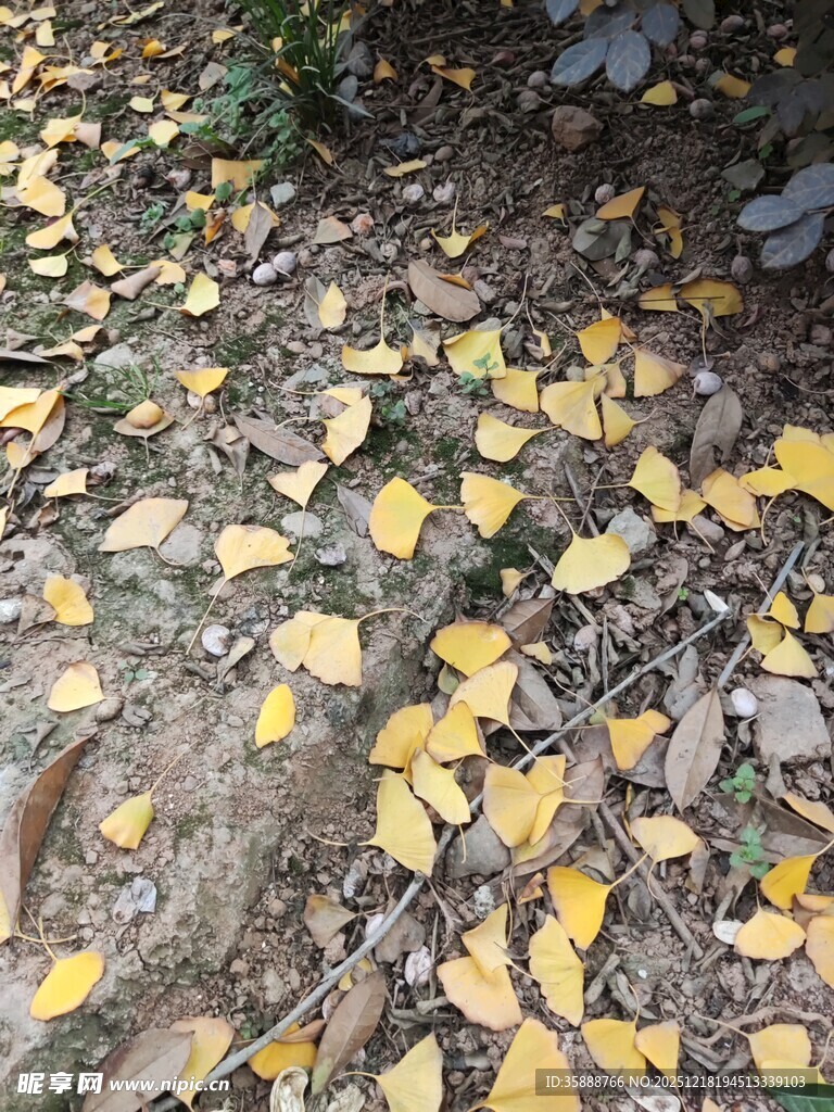 地面散落的金黄银杏叶
