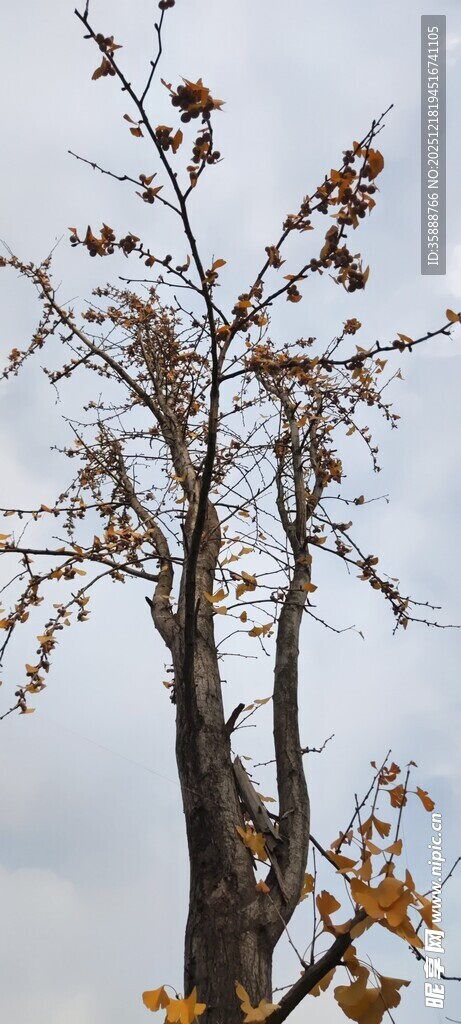 秋日枯枝尽显萧瑟之美