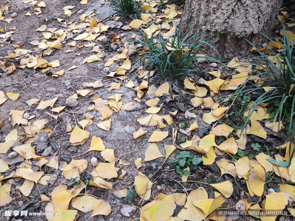 地上银杏落叶与小草