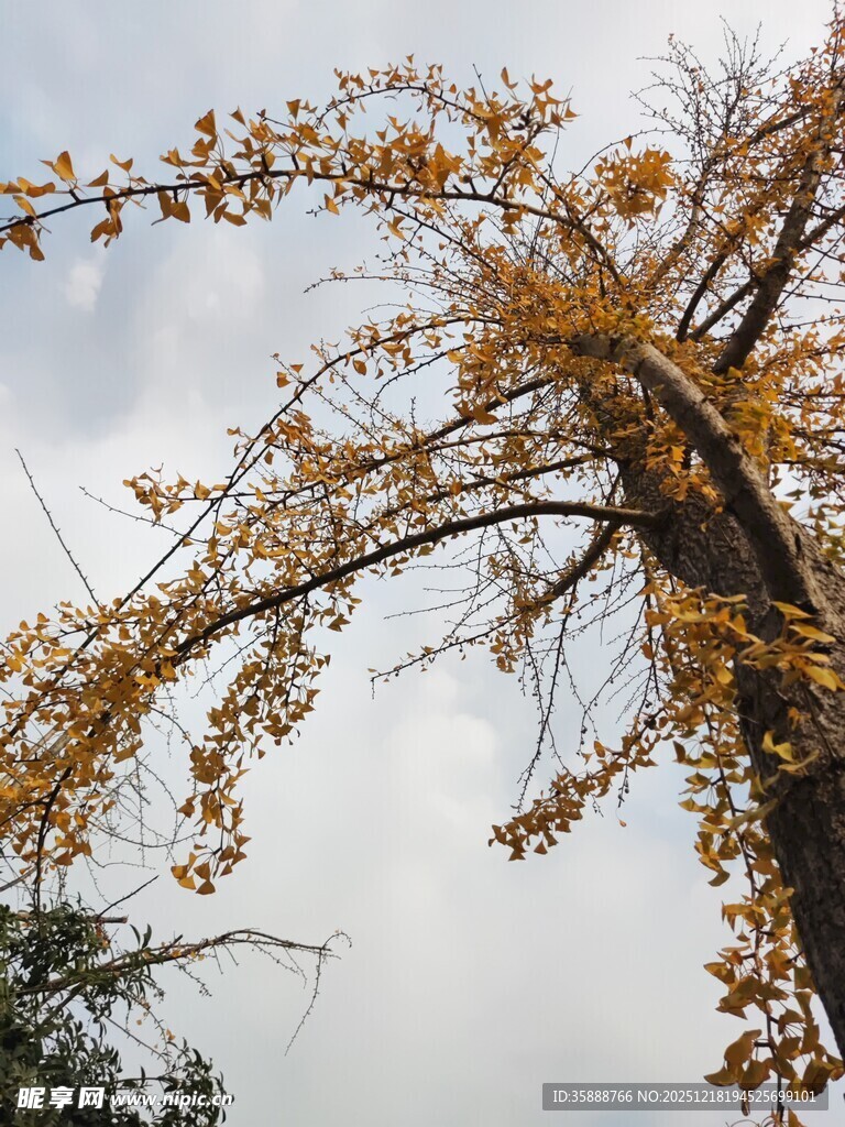 秋日枯树尽显萧瑟之美