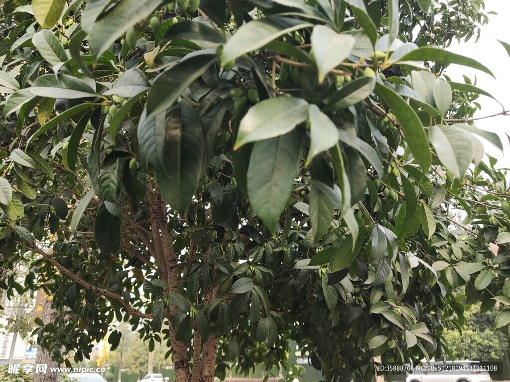 绿叶繁茂的树木