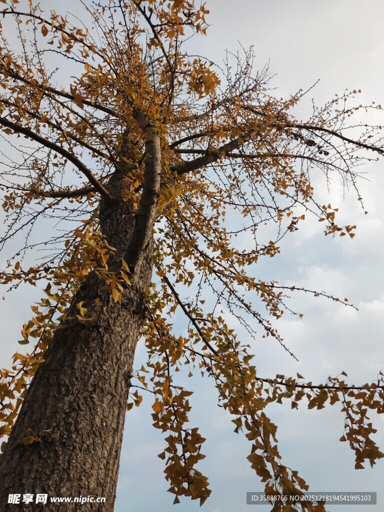 仰望金黄枝叶的高大树木