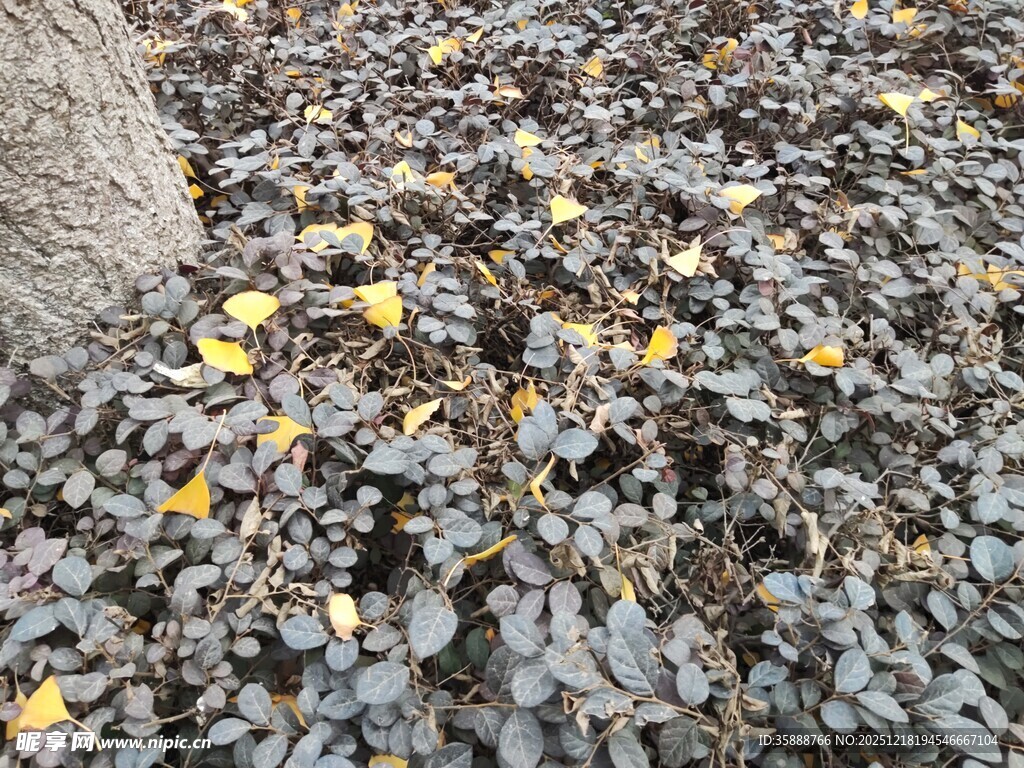 地面散落的枯叶与碎石