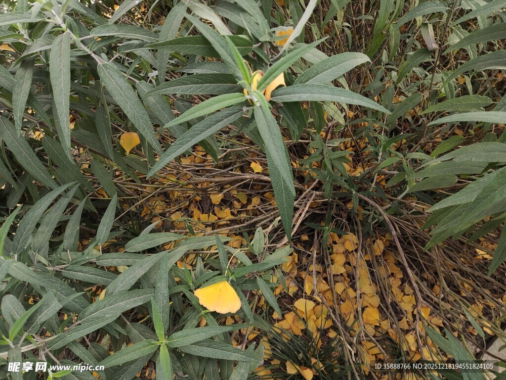 绿叶丛中绽放的黄色小花