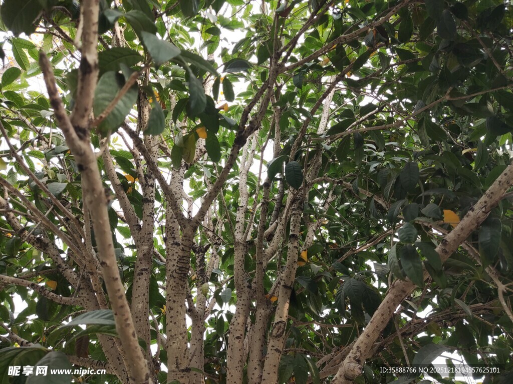 繁茂树木的生机景象