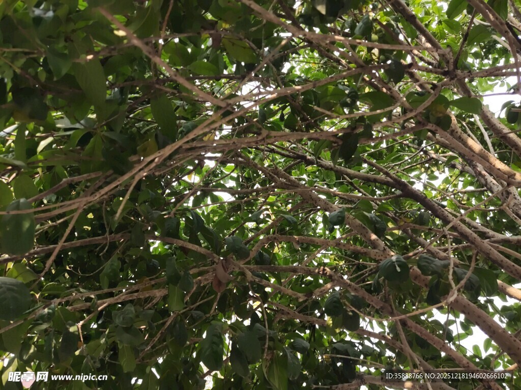 繁茂枝叶下的光影世界