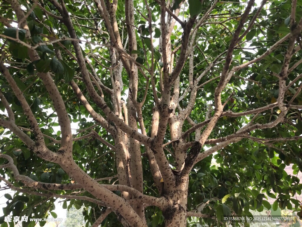 繁茂大树的粗壮枝干