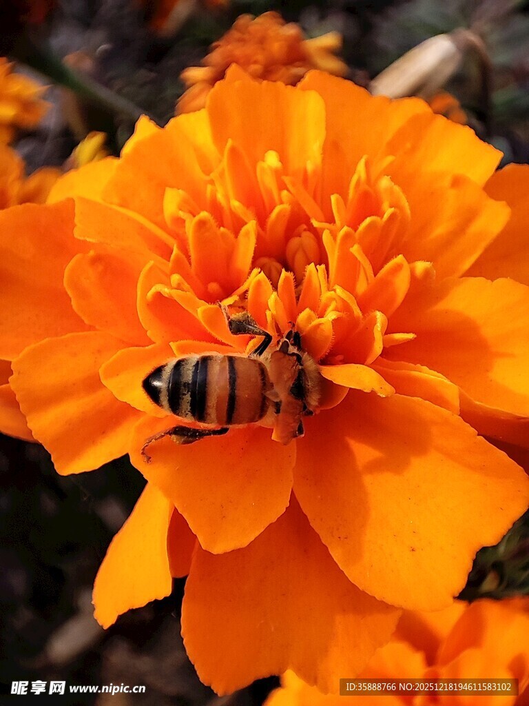 蜜蜂采蜜于橙艳花朵间